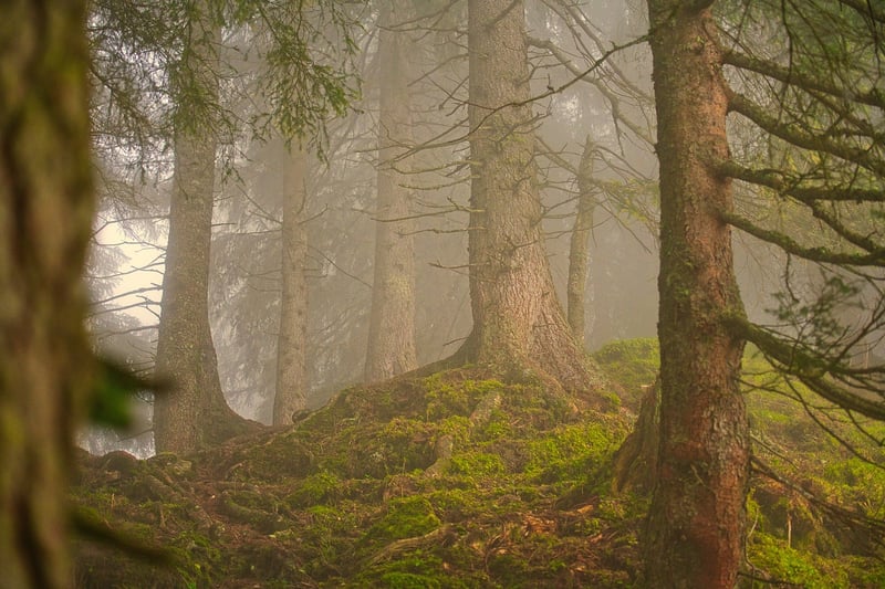 Magical Forest Setting