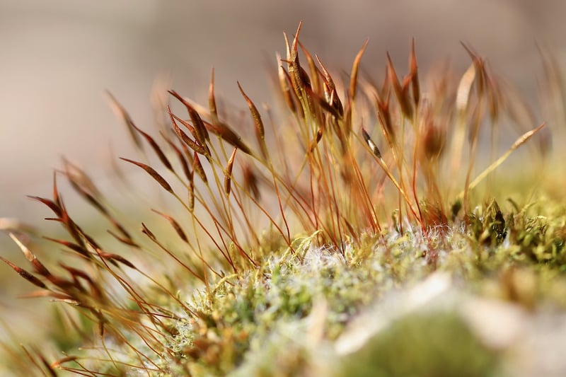 Mossy Wonderland